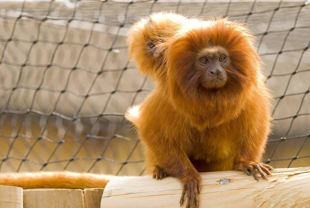 Львиные игрунки – обезьянки-красавицы на грани вымирания