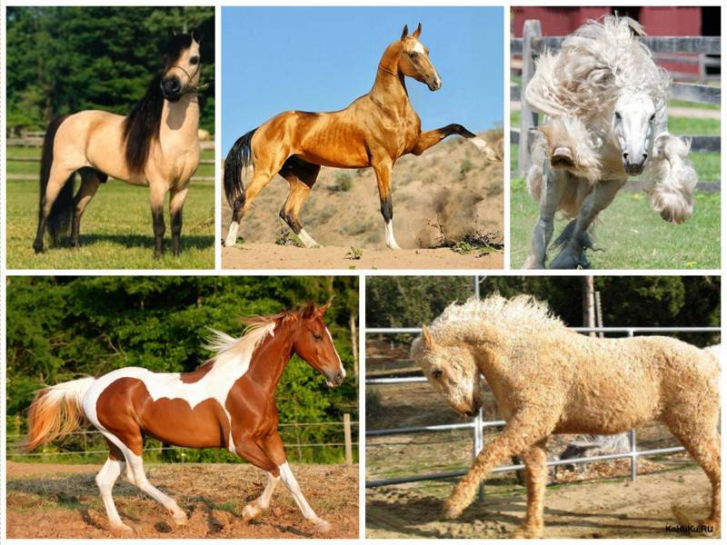 Породы лошадей-тяжеловозов