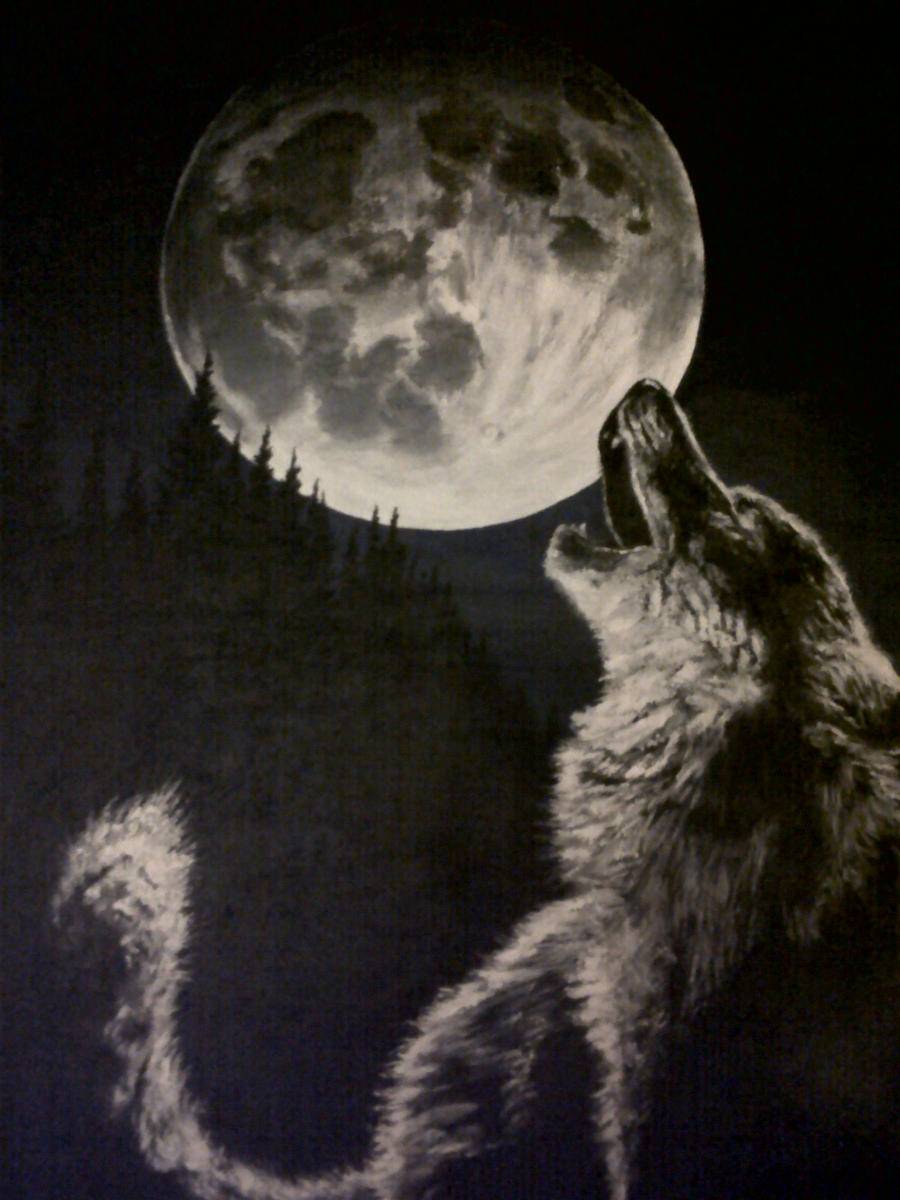 Как на самом деле: воют ли волки на луну?