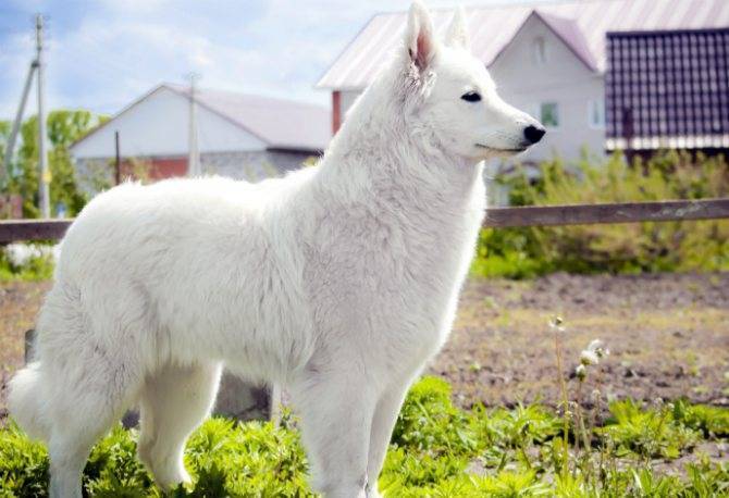 Белая швейцарская овчарка: трудолюбивый пастух и надёжный друг