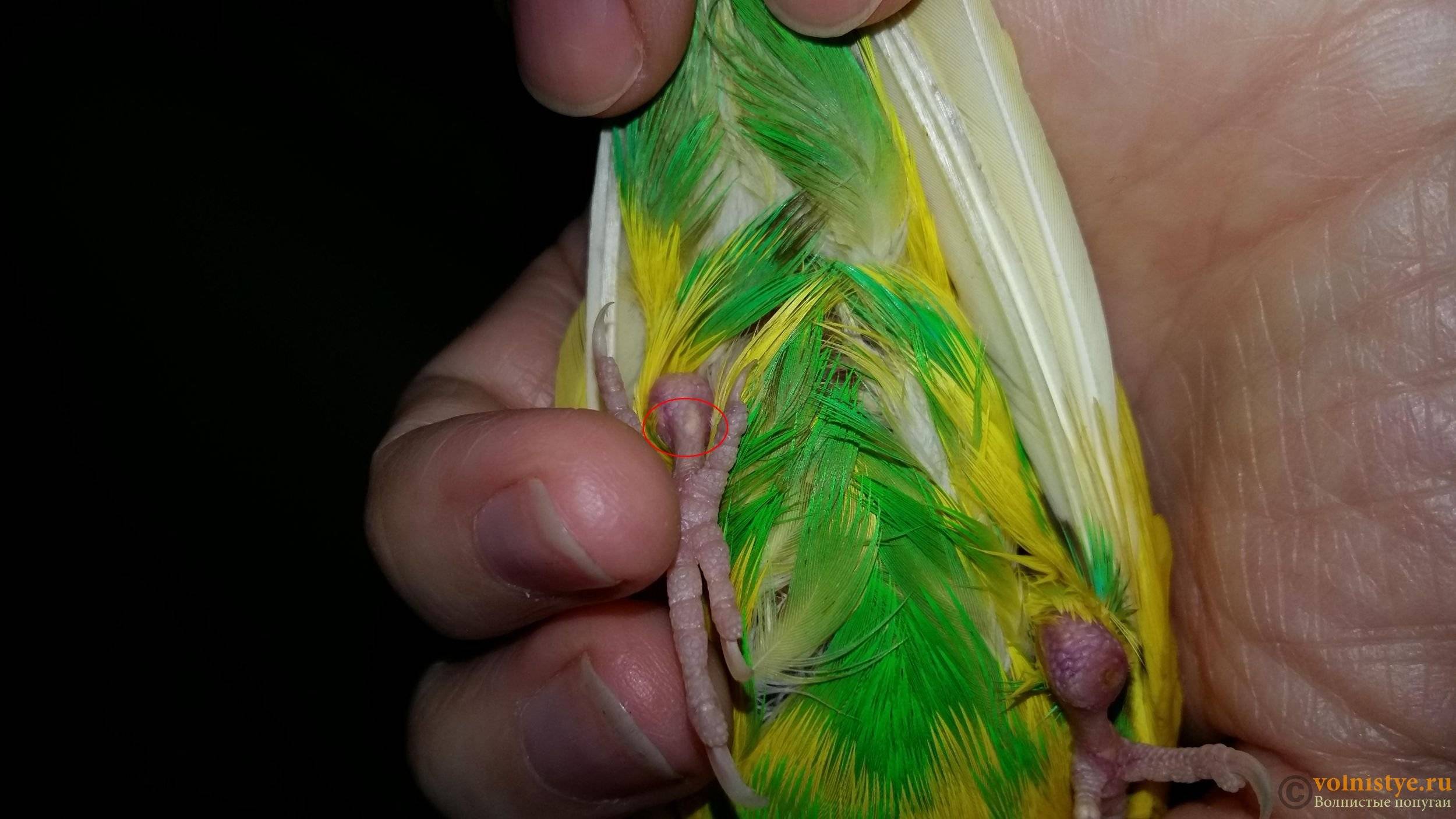 Разрывы, травмы и переломы лапы у волнистых попугаев: оказываем помощь - статья