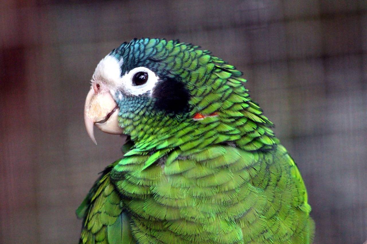 Попугай амазон – виды и описание, фото и видео, чем питается, особенности
