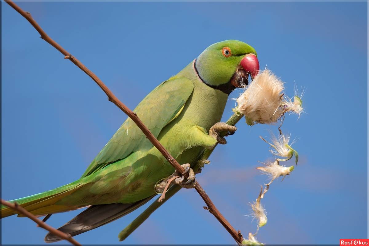 Ожереловый попугай: сколько живут в природе и в неволе