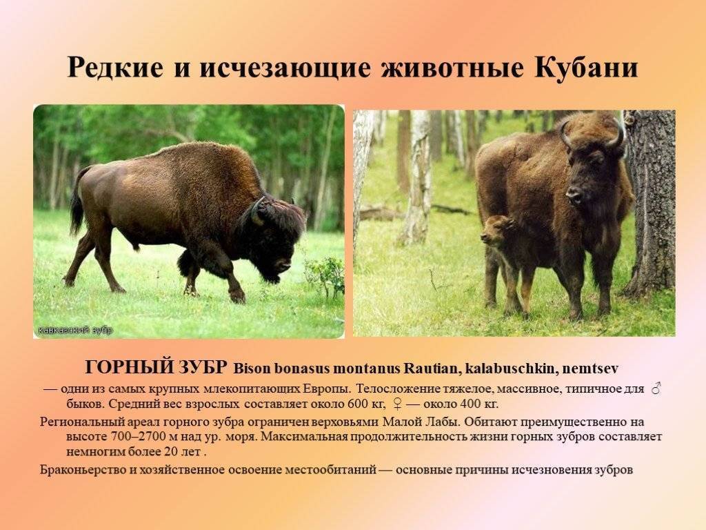 Красная книга краснодарского края: редкие животные и растения - ecobloger