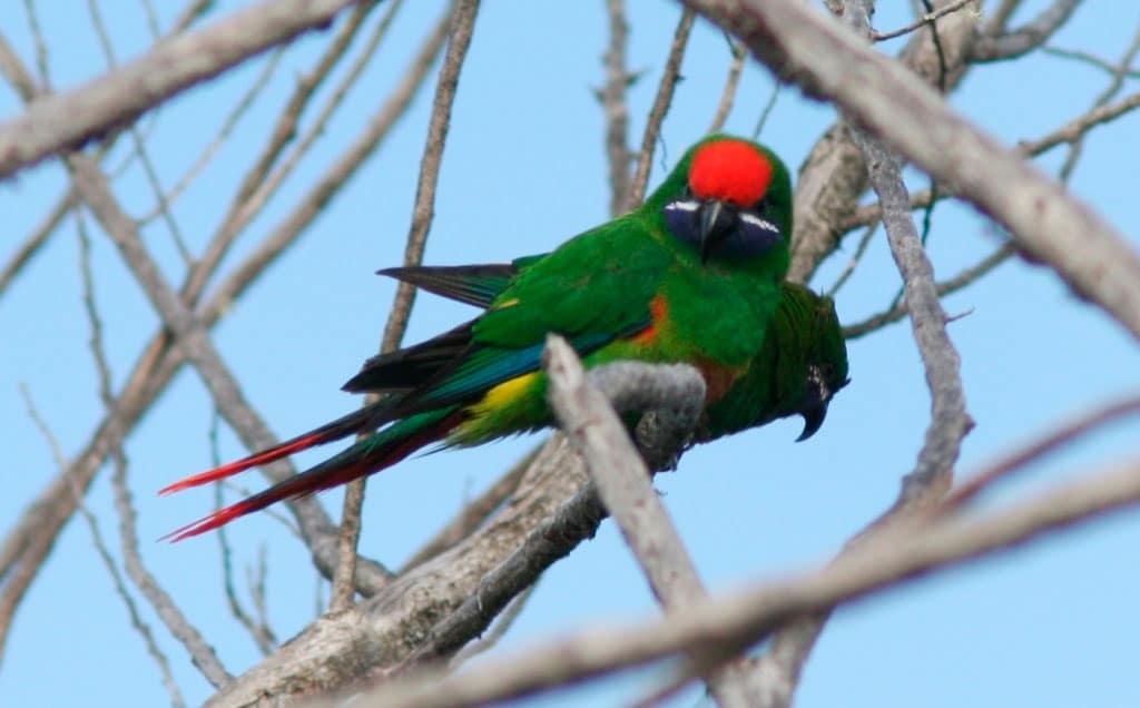 Новогвинейские горные лори – особенности содержания и разведения домашних попугаев