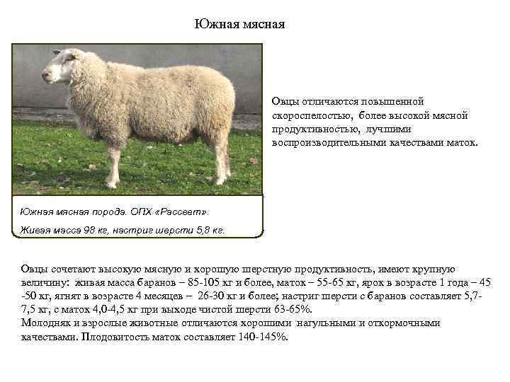 Порода овец тексель: описание, характеристика, разновидности, правила содержания и ухода