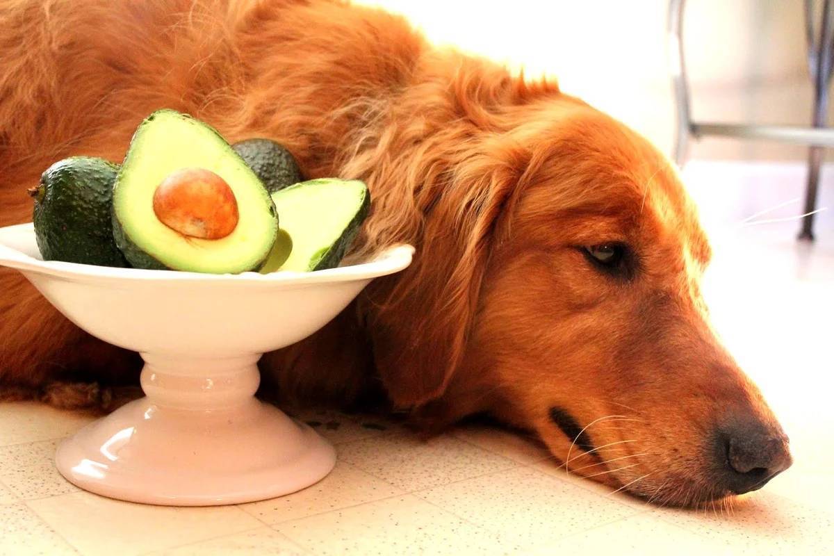 Как правильно кормить собаку: выбор продуктов, советы
