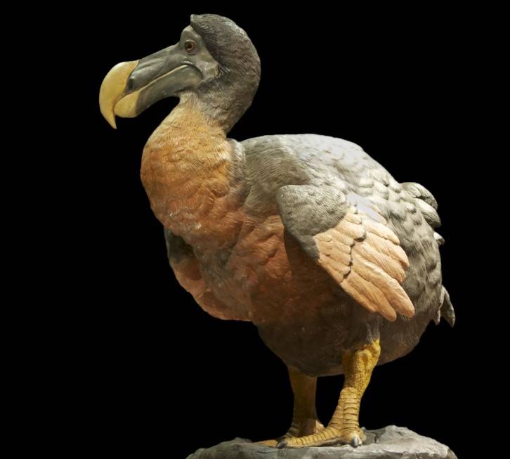 Птица додо - доверчивый голубь с маврикия - динофакты