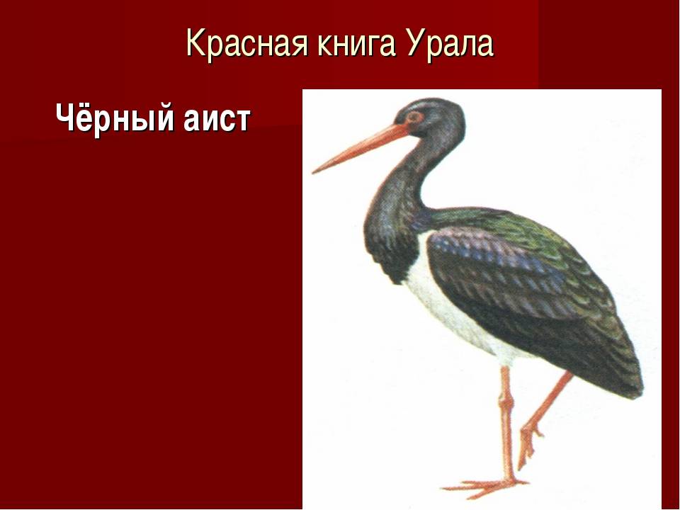 Животные урала: самые интересные представители региона :: syl.ru
