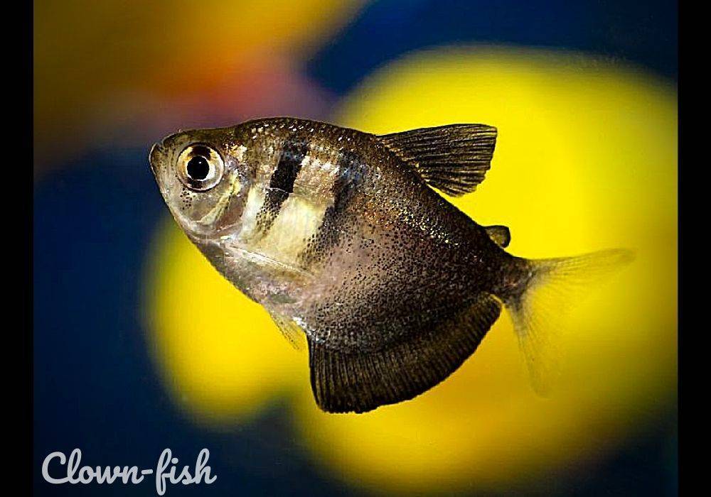 Виды и совместимость аквариумных рыбок. топ-5 популярных рыб для начинающих + 165 фото