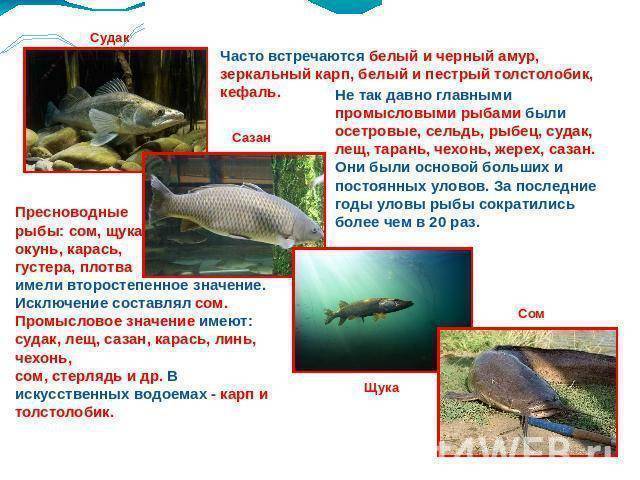 Рыба линь: фото и описание, как выглядит, среда обитания