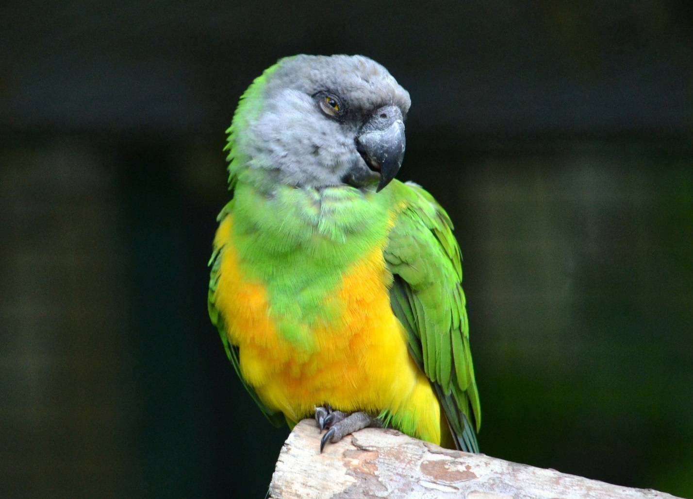 Сенегальский попугай | описание, содержание, кормление попугаев