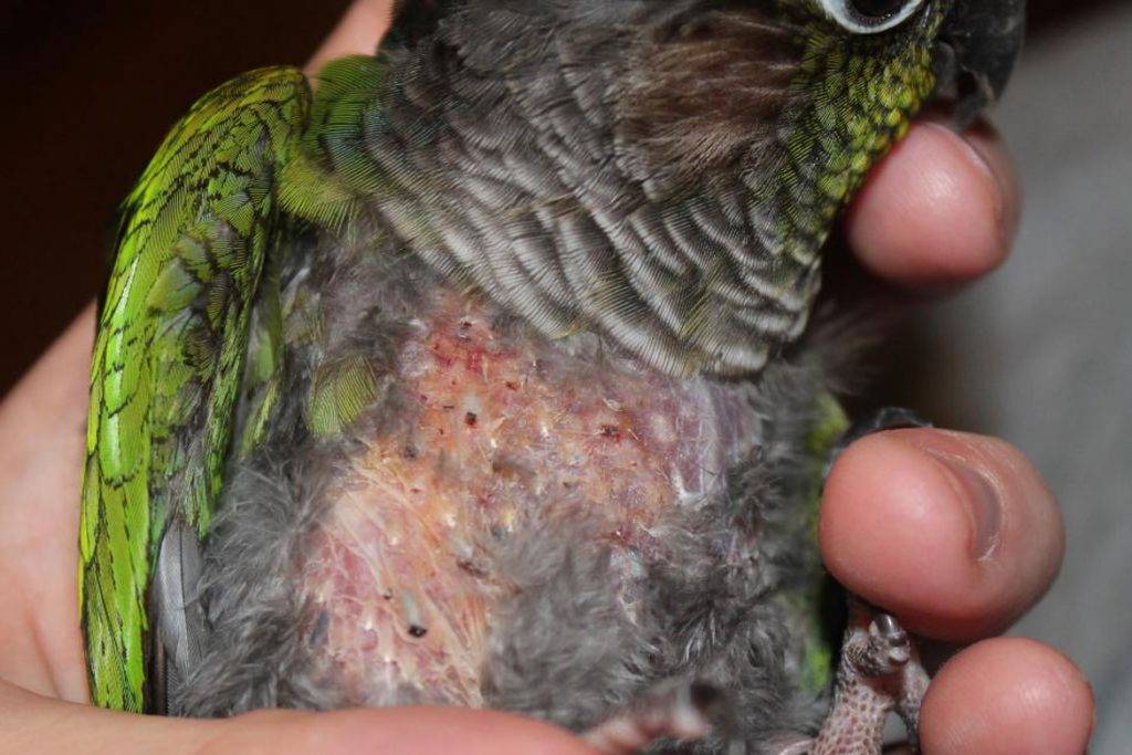 Воспаление зоба у волнистого попугая