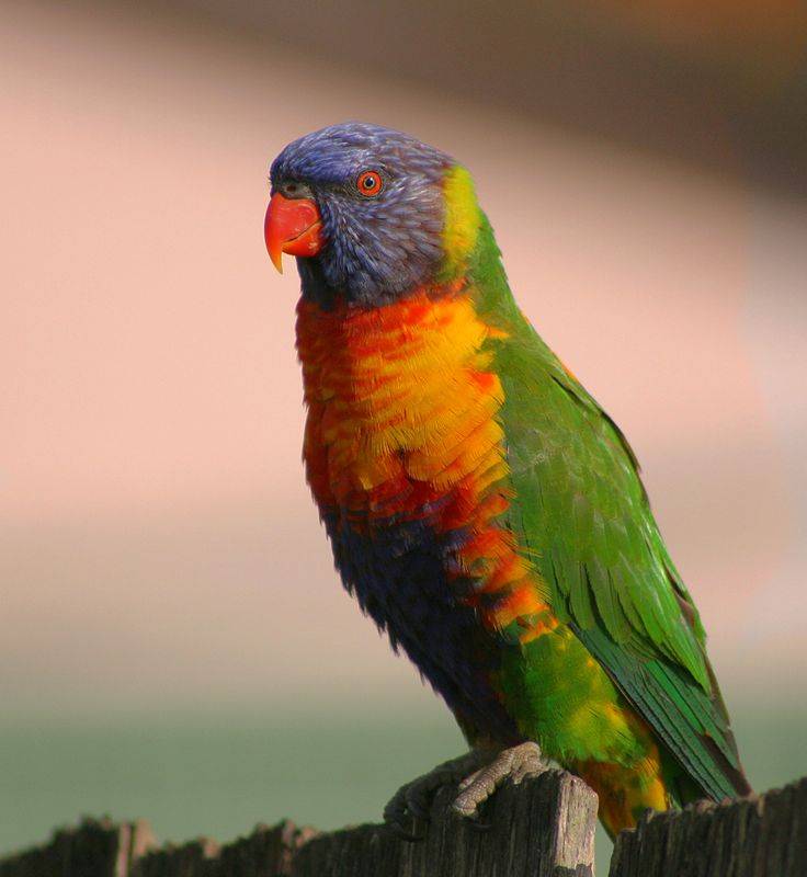 Домашние попугаи - виды, содержание, питание | главная