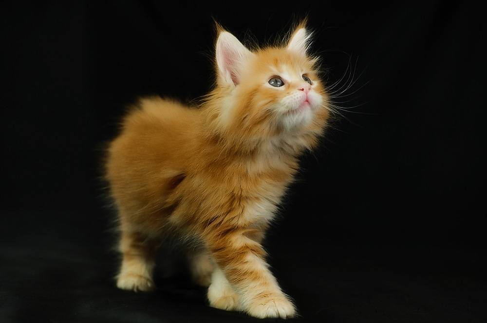 Имена для рыжих котов и кошек: список популярных, красивых и прикольных кличек