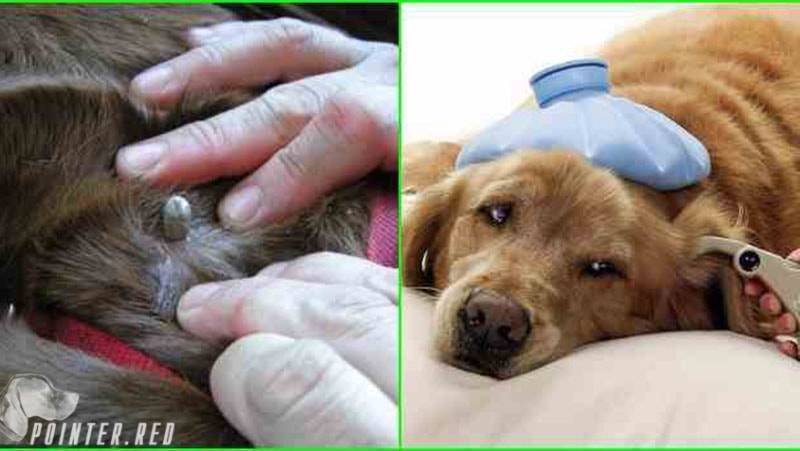Как удалить клеща у собаки в домашних условиях - ветеринарная клиника zoohelp