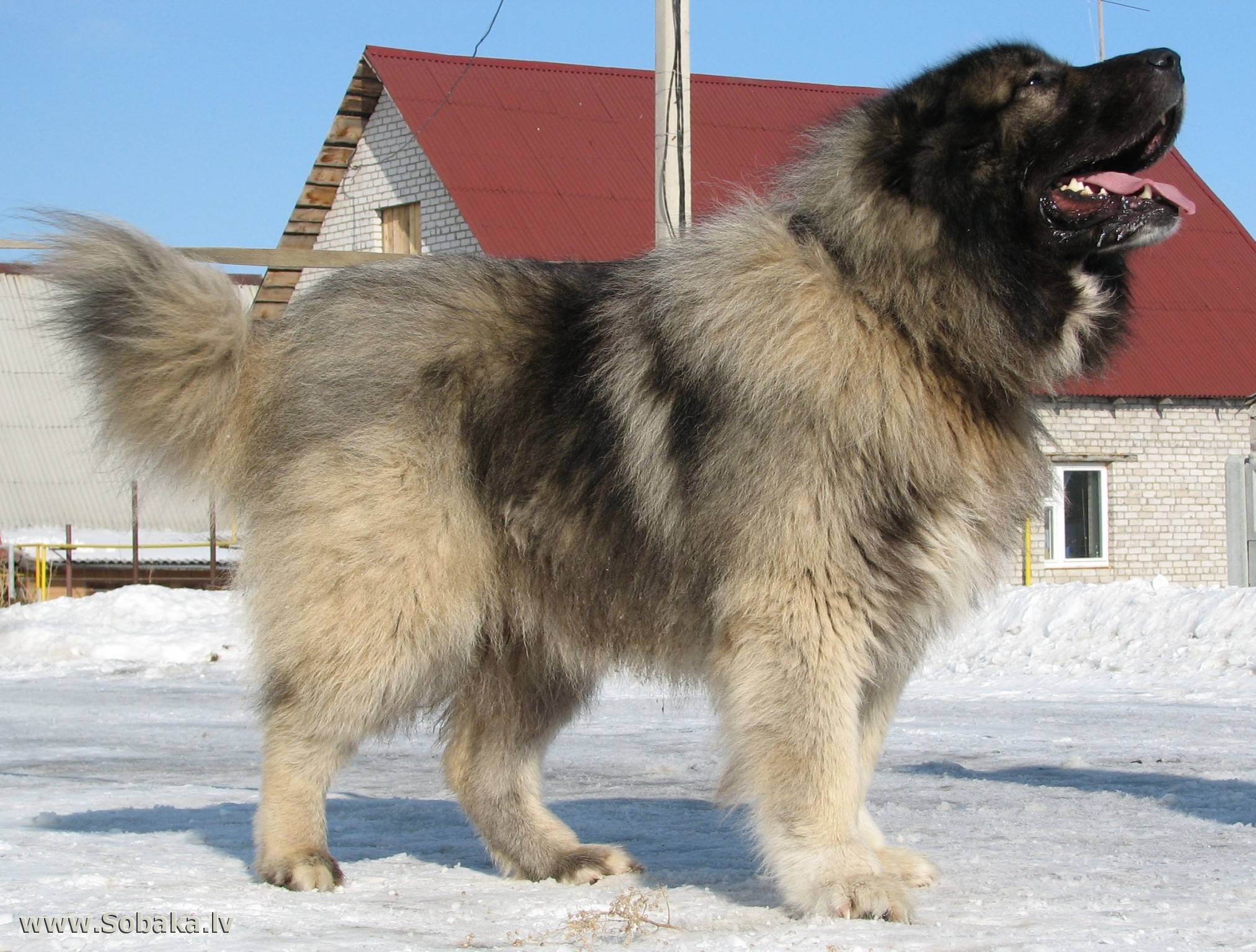 Кавказская овчарка (волкодав) — фото, характеристика породы и особенности содержания собаки