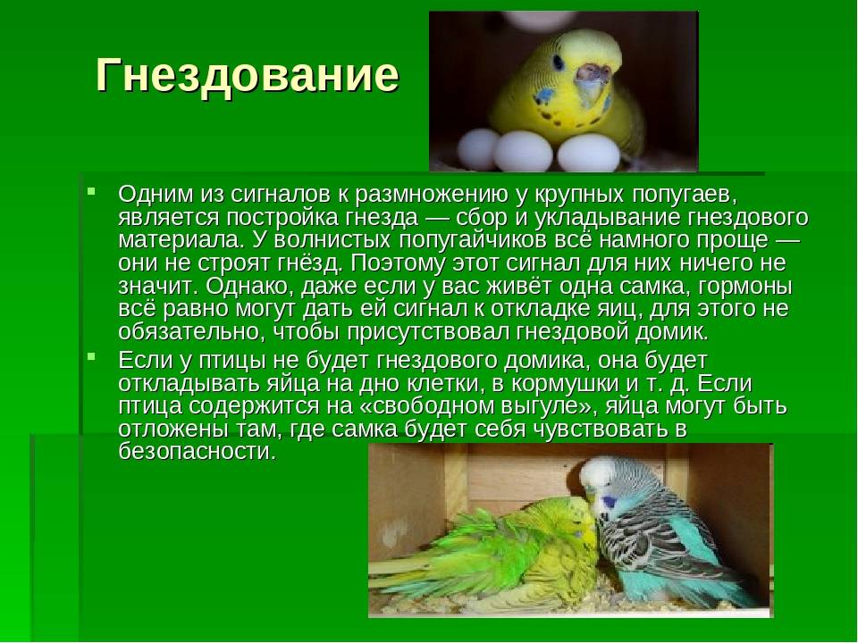 Воробьиный попугай: особенности птичек лессона, как организовать жизнь дома, размножение и возможные заболевания