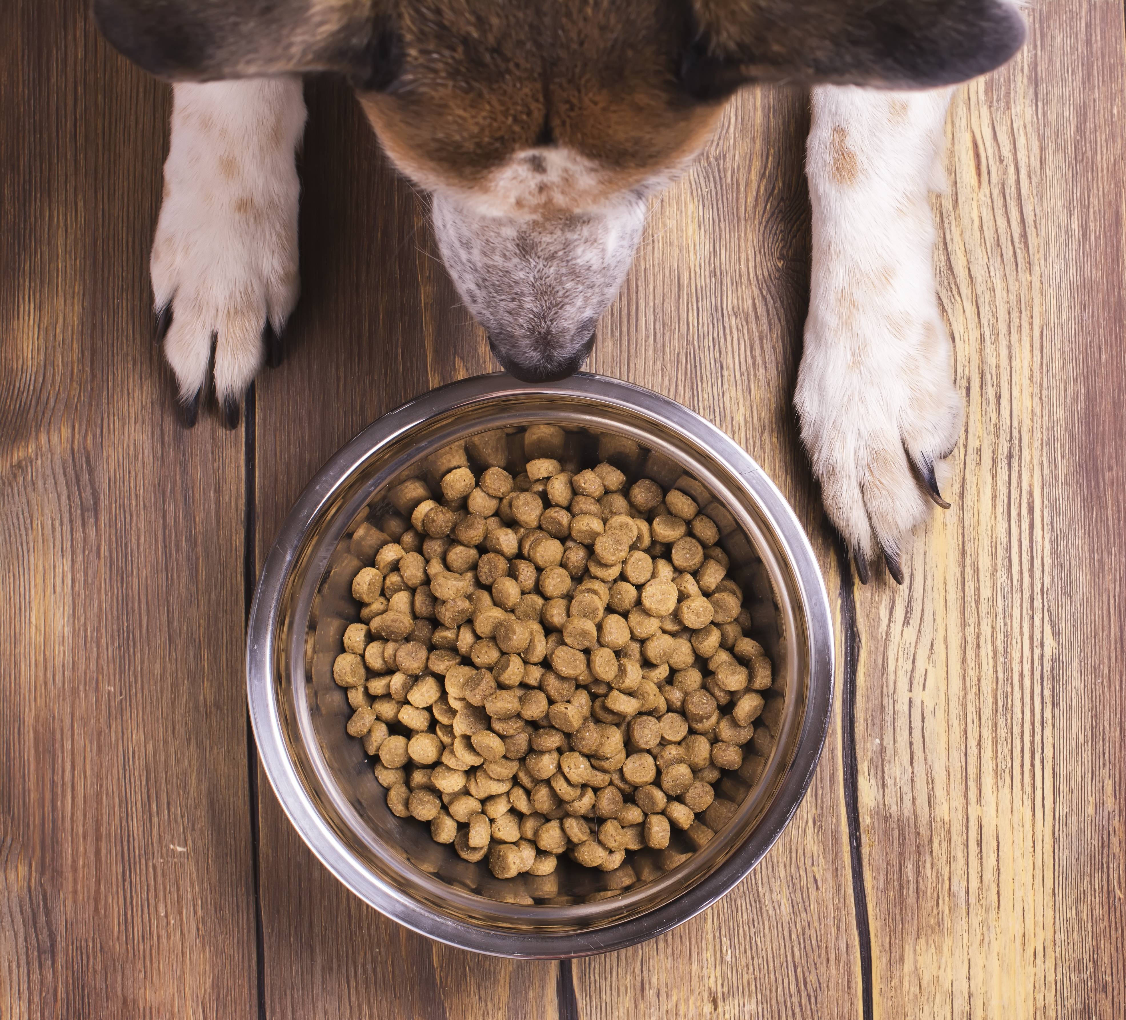 Можно и нужно ли размачивать сухой корм для собак?