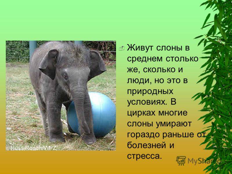 Сколько живет слон. продолжительность жизни слонов