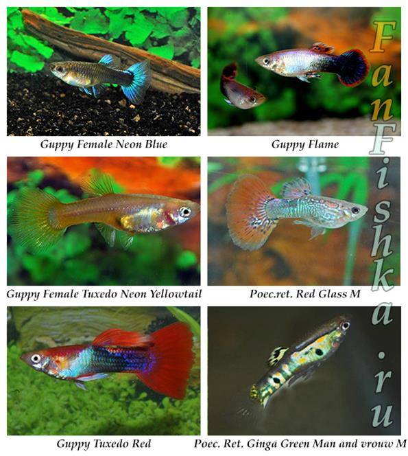 Рыбки гуппи: уход и содержание, температура воды, описание и фото