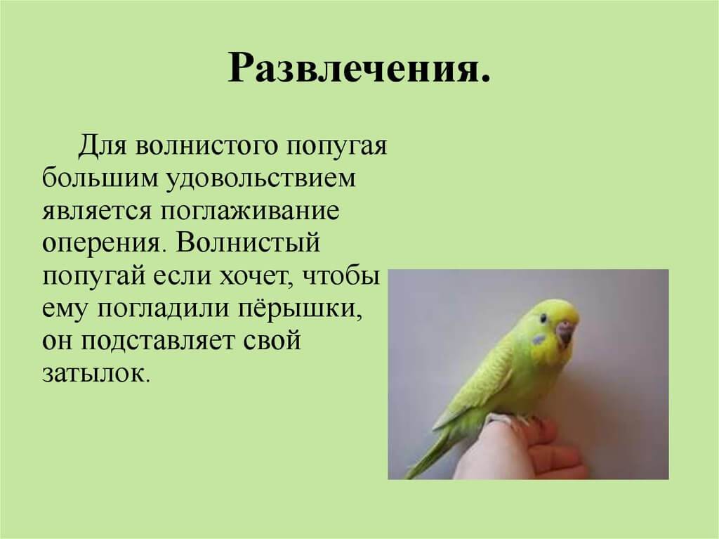 Не заводите дома волнистиков! - волнистые попугайчики, происхождение, уход, трудности содержания
