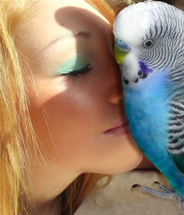 Как выбрать попугая и научить его говорить? | citywoman