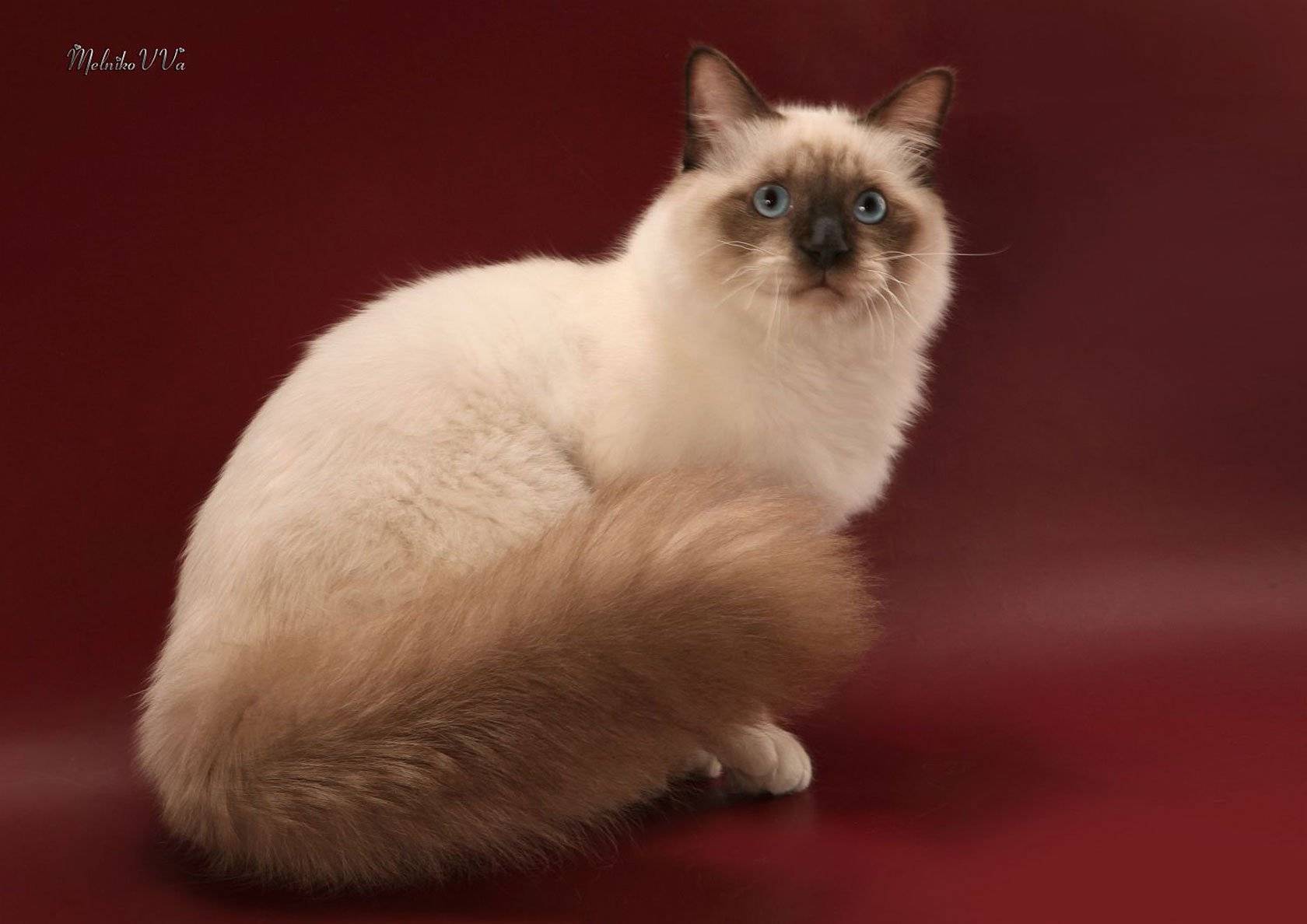 Священная бирманская кошка (священная бирма): 100 фото, цена котят, характер, содержание, особенности породы, отзывы
