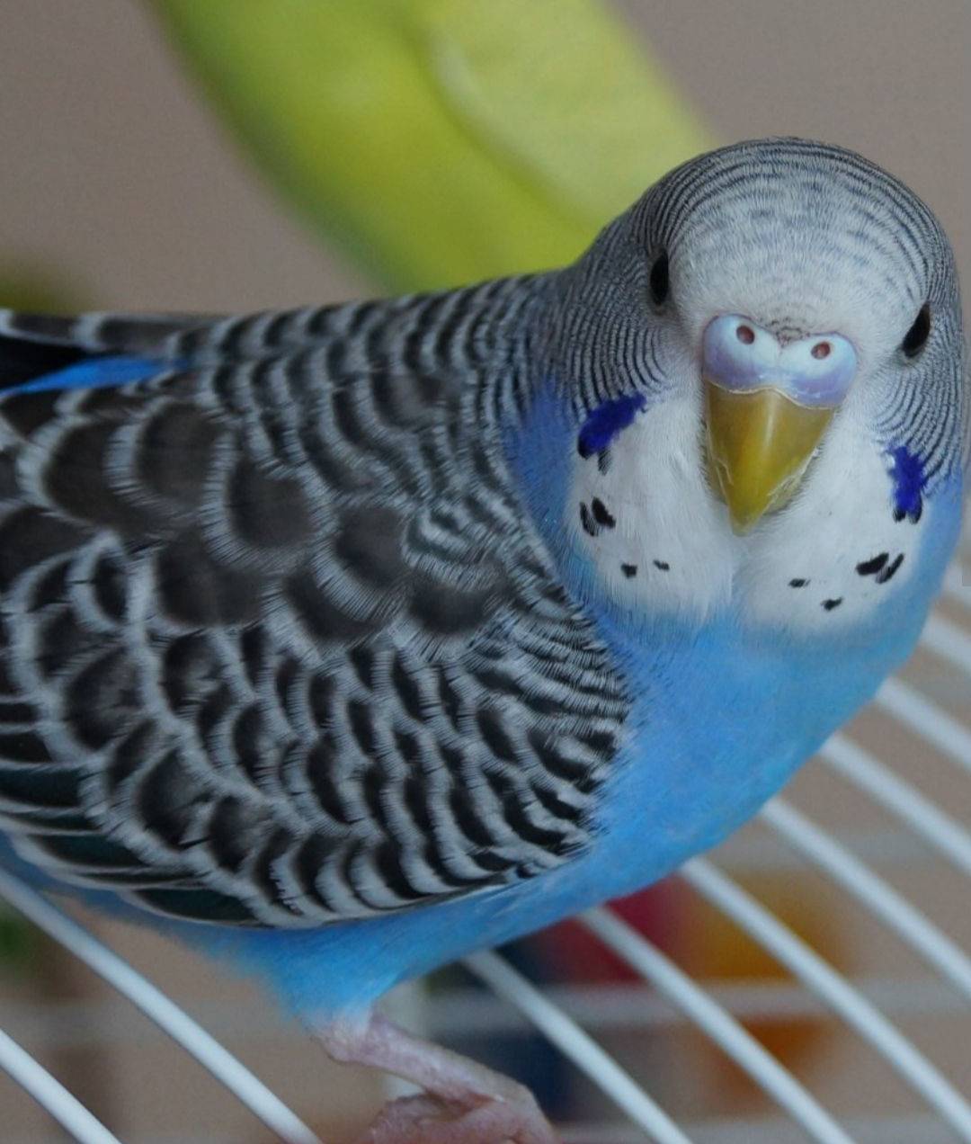 [новое исследование] температура для попугаев волнистых, освещение для содержания и температура тела у попугайчиков