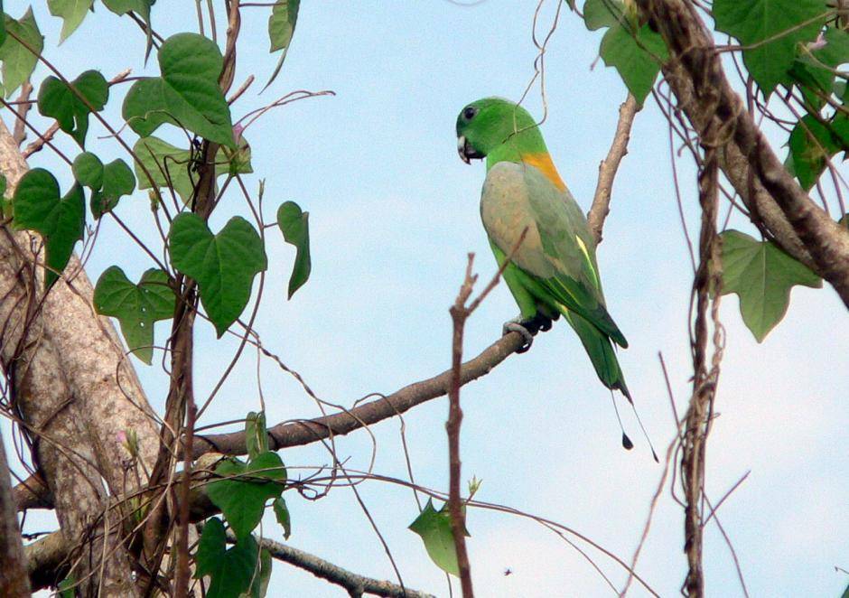 Ракетохвостый попугай – отличительные черты и характер экзотических птиц