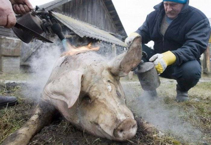 ᐉ как и когда зарезать свинью в домашних условиях: все способы - zooon.ru