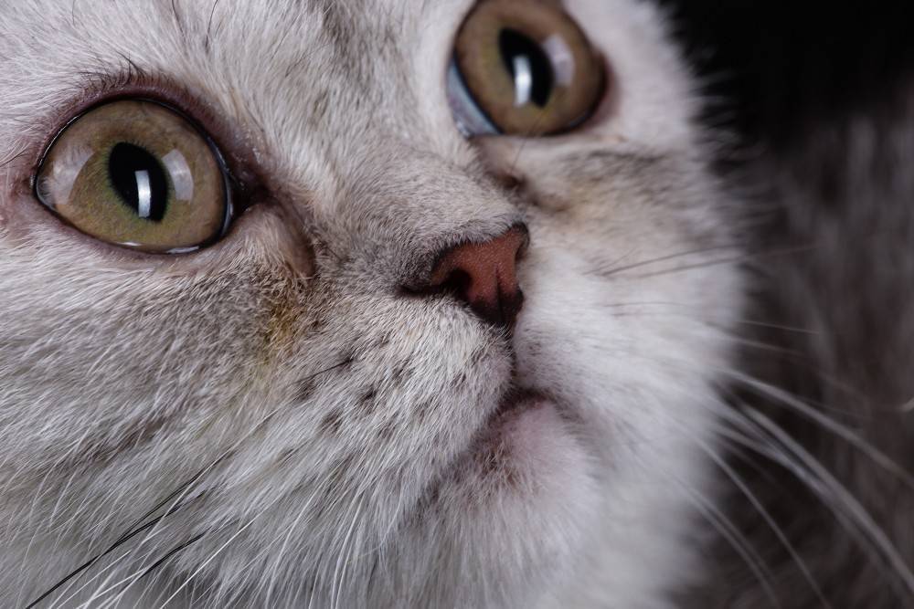 Почему у кошки слезятся глаза | блог ветклиники "беланта"