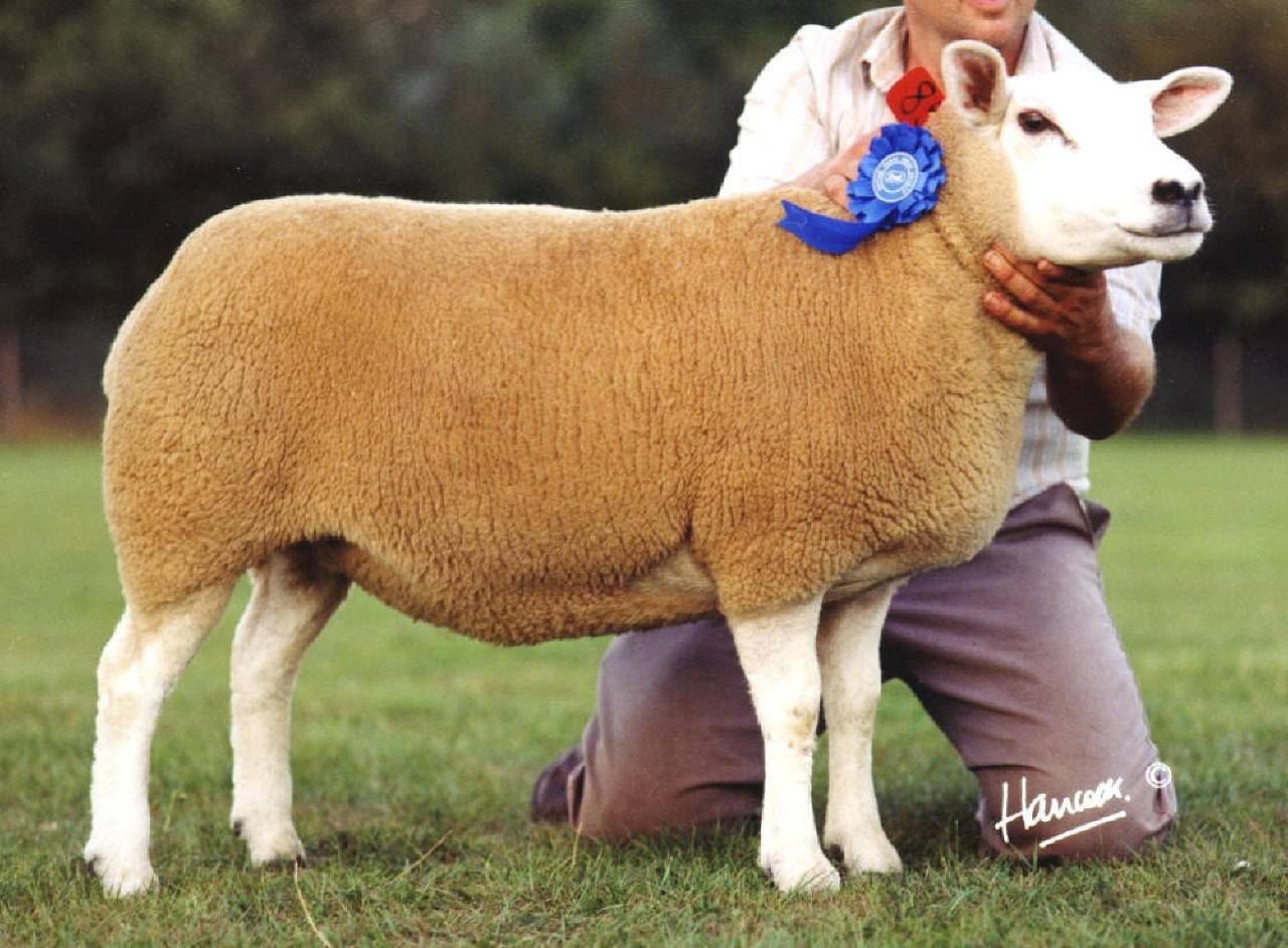 Порода овец тексель: описание, характеристика, фото