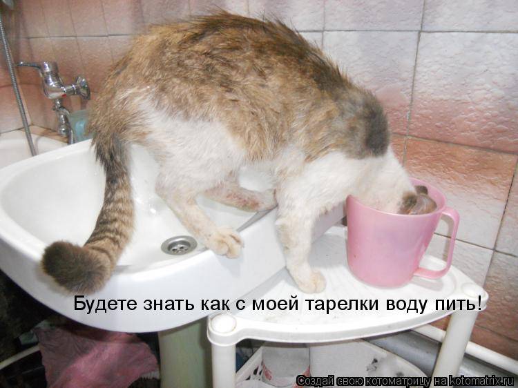 Кошка не пьет воду. кот не пьет воду. кошка мало пьет воды. симптомы
