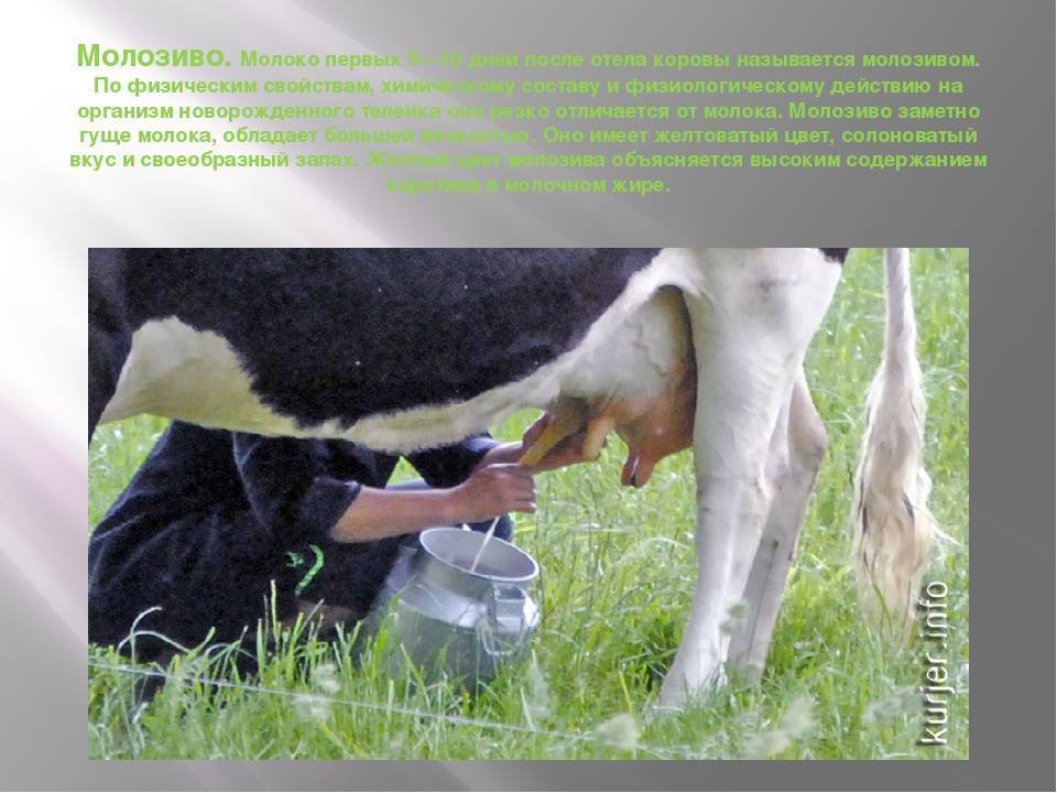 Сколько молока дает корова в день? породы коров. от чего зависит удой молока у коровы :: syl.ru