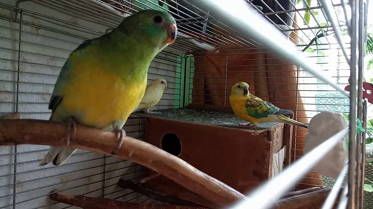 Содержание певчих попугаев в домашних условиях