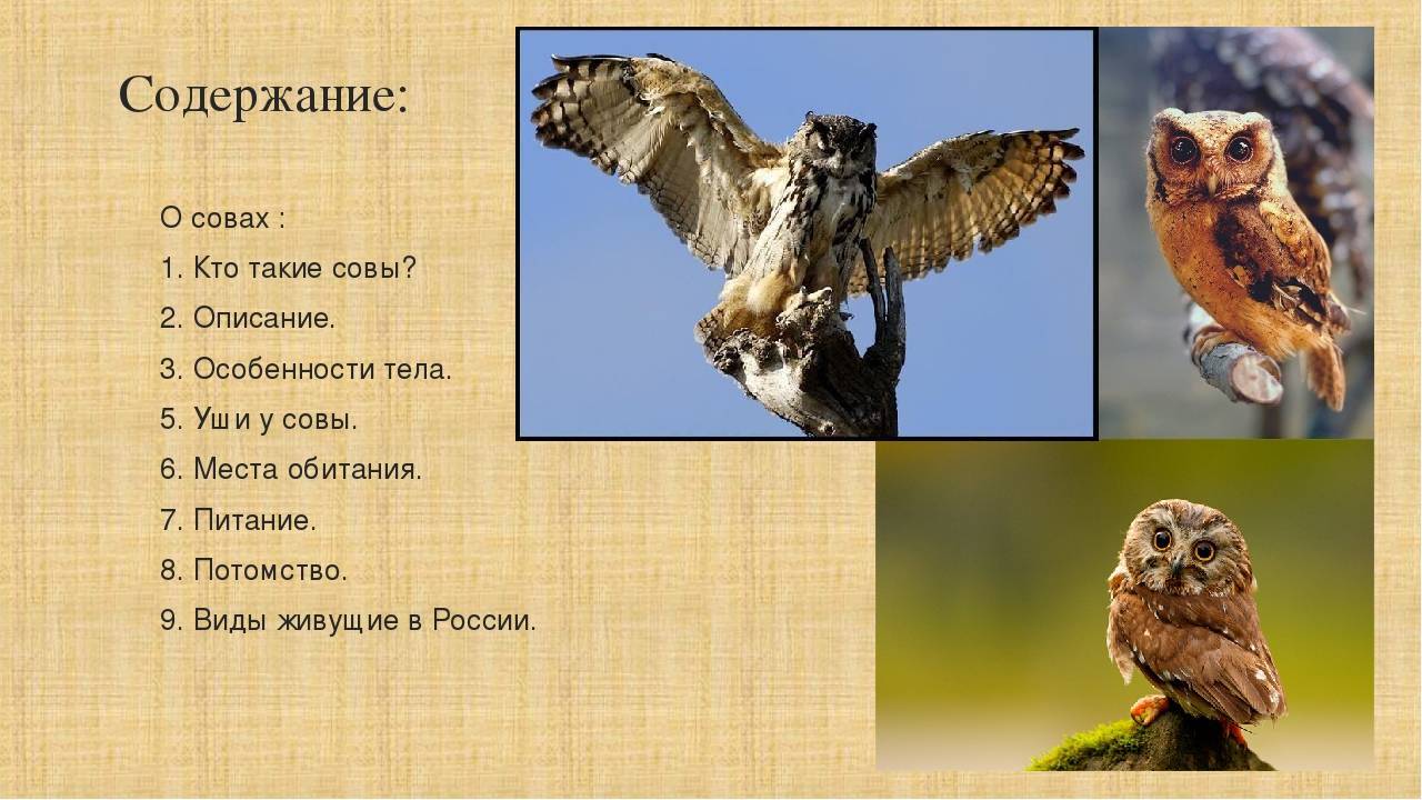 Сова птица. описание, особенности, виды, образ жизни и среда обитания совы | живность.ру