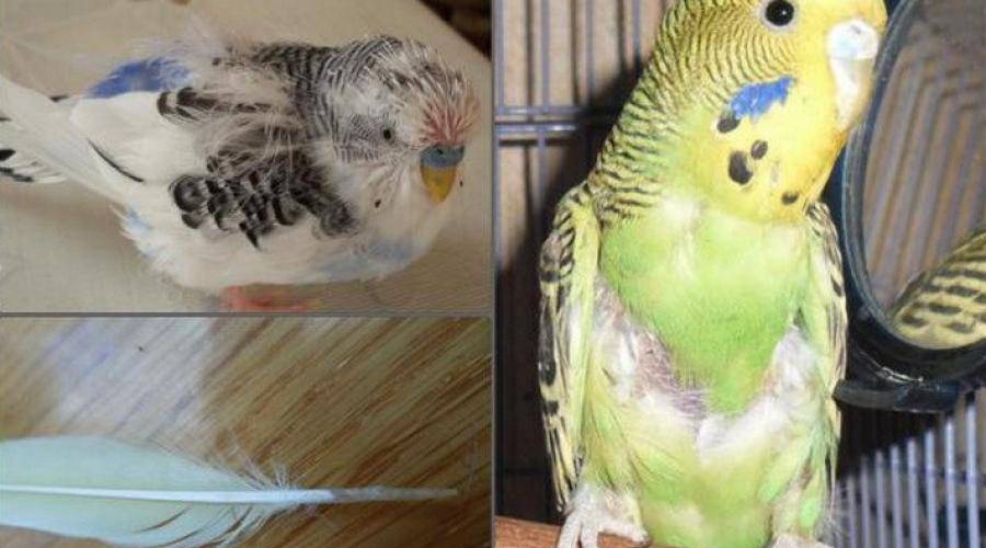 Причины потери пера у домашних волнистых попугаев. факторы риска и виды линьки