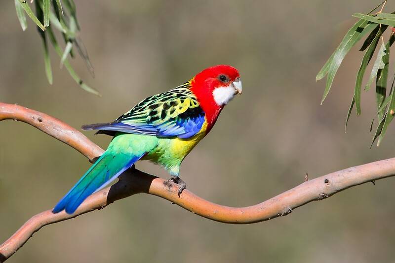 ᐉ попугай розелла: содержание в неволе и стоимость, описание, уход - kcc-zoo.ru