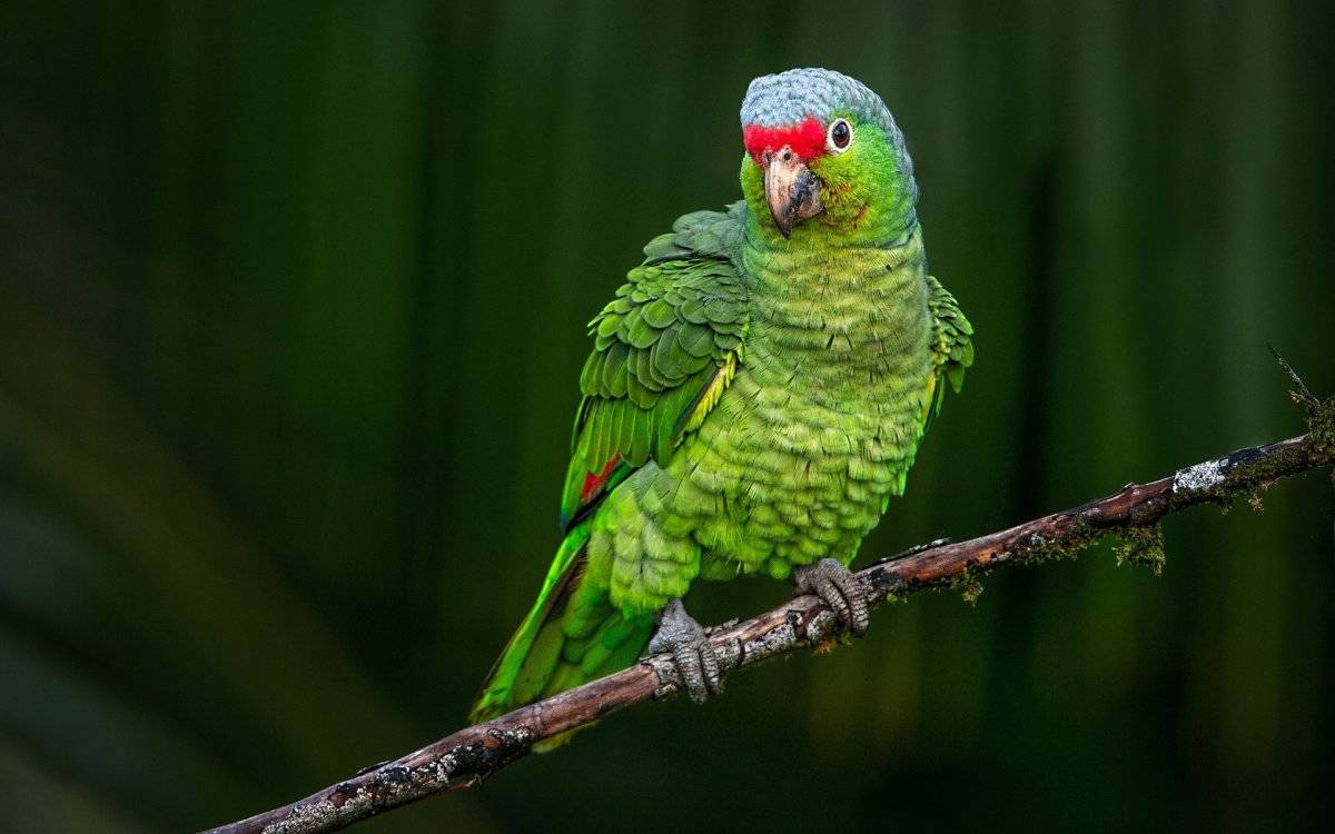 Сложно ли ухаживать за попугаем амазон?