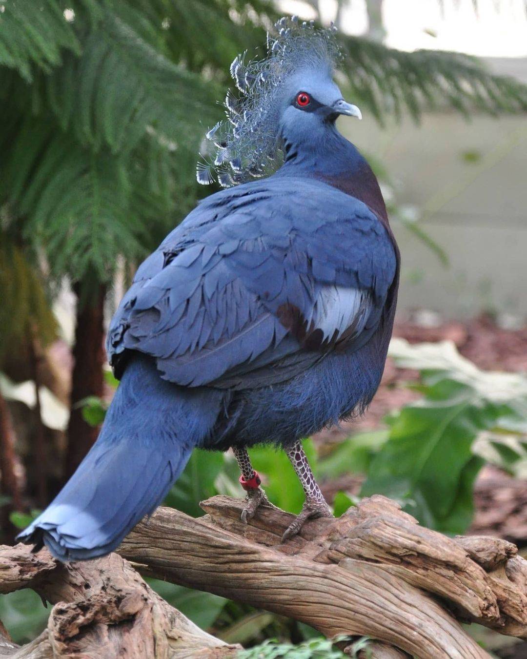 Венценосный голубь: описание, разновидности, фото, где обитает, чем питается