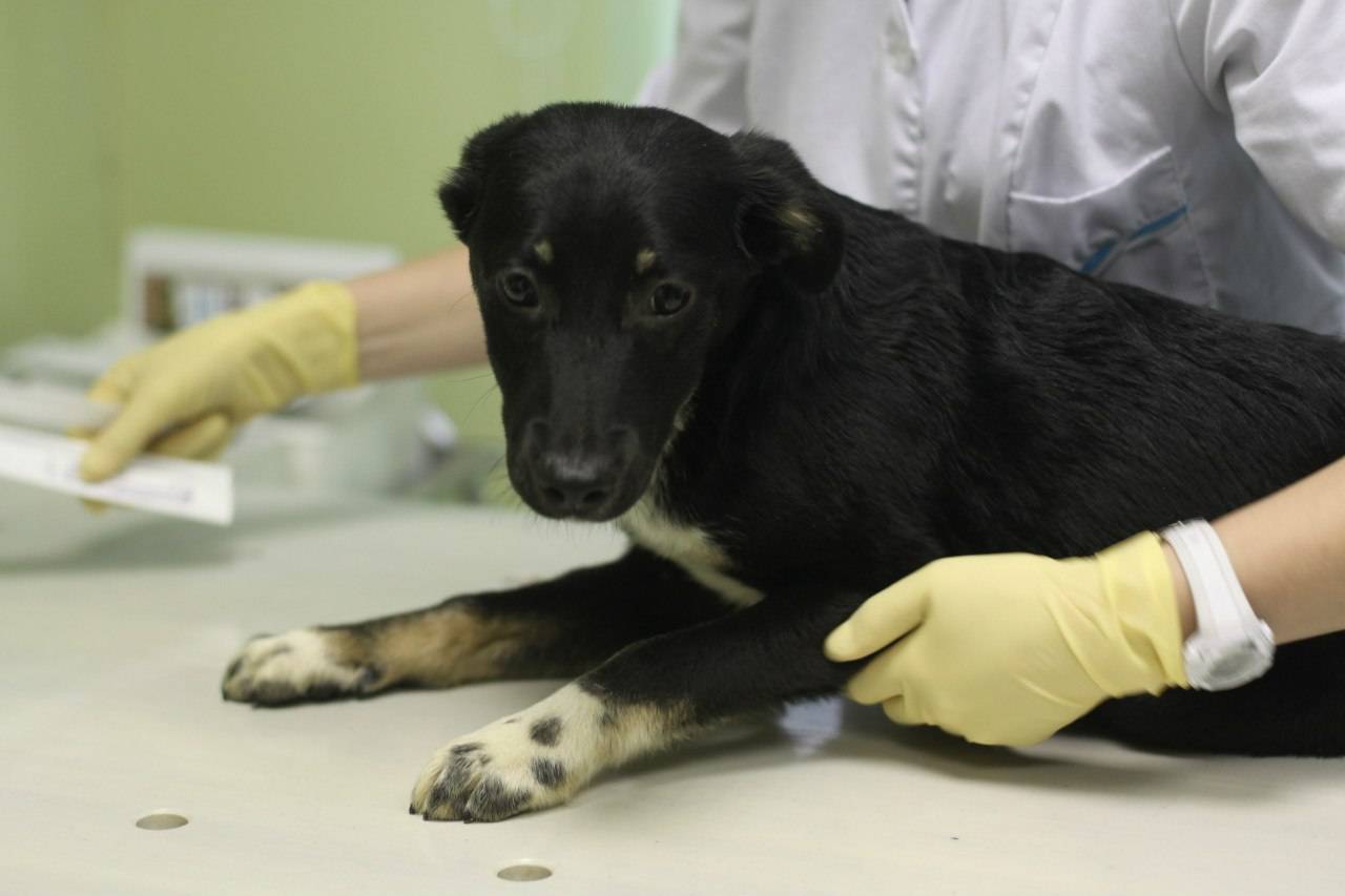 Пироплазмоз у собак: симптомы, диагностика, лечение | блог на vetspravka.ru