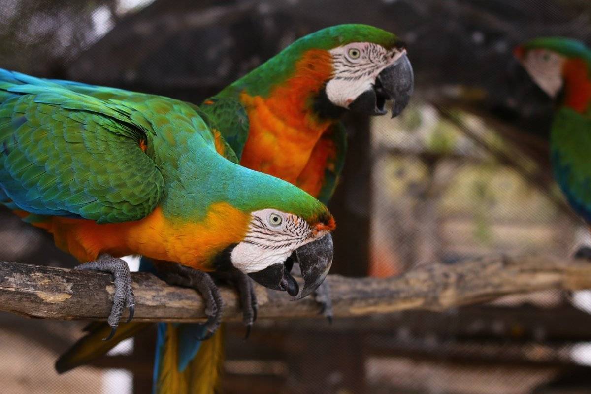 Попугай - виды, описание, особенности, питание и уход за домашними птицами (видео + 100 фото)