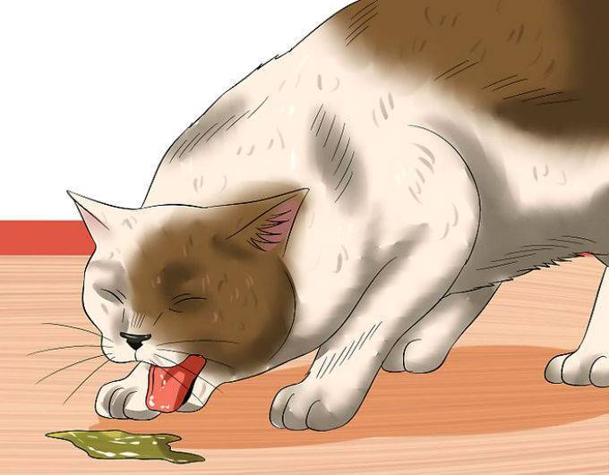 Если кошку рвет, что делать? | блог ветклиники "беланта"