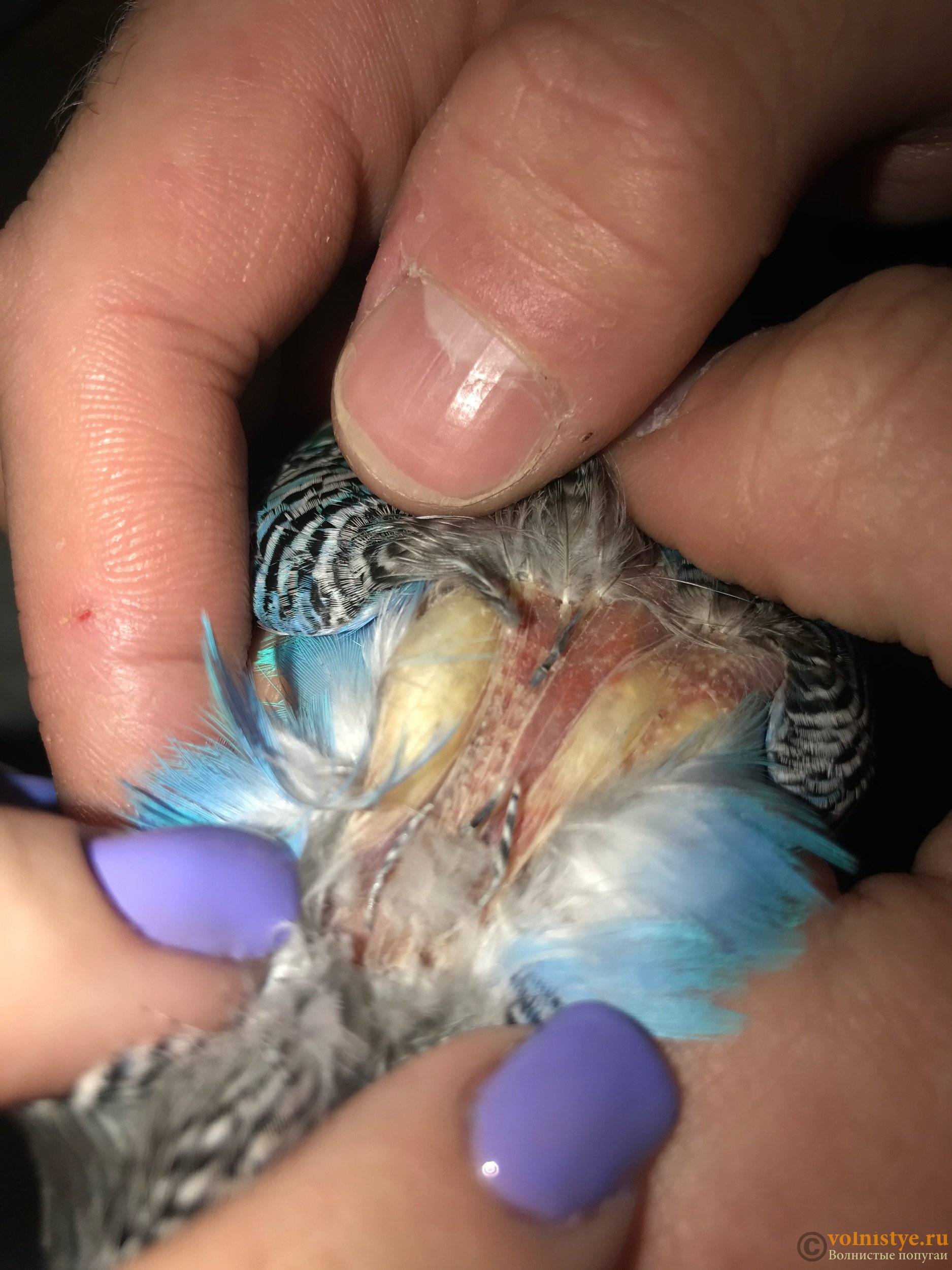Почему попугай тяжело дышит с открытым клювом — советы врача