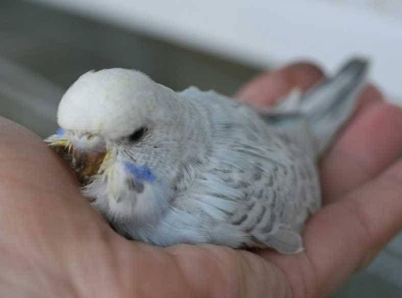Советы, как быстро приручить волнистого попугая к рукам. приручение молодых и взрослых птиц - твой питомец