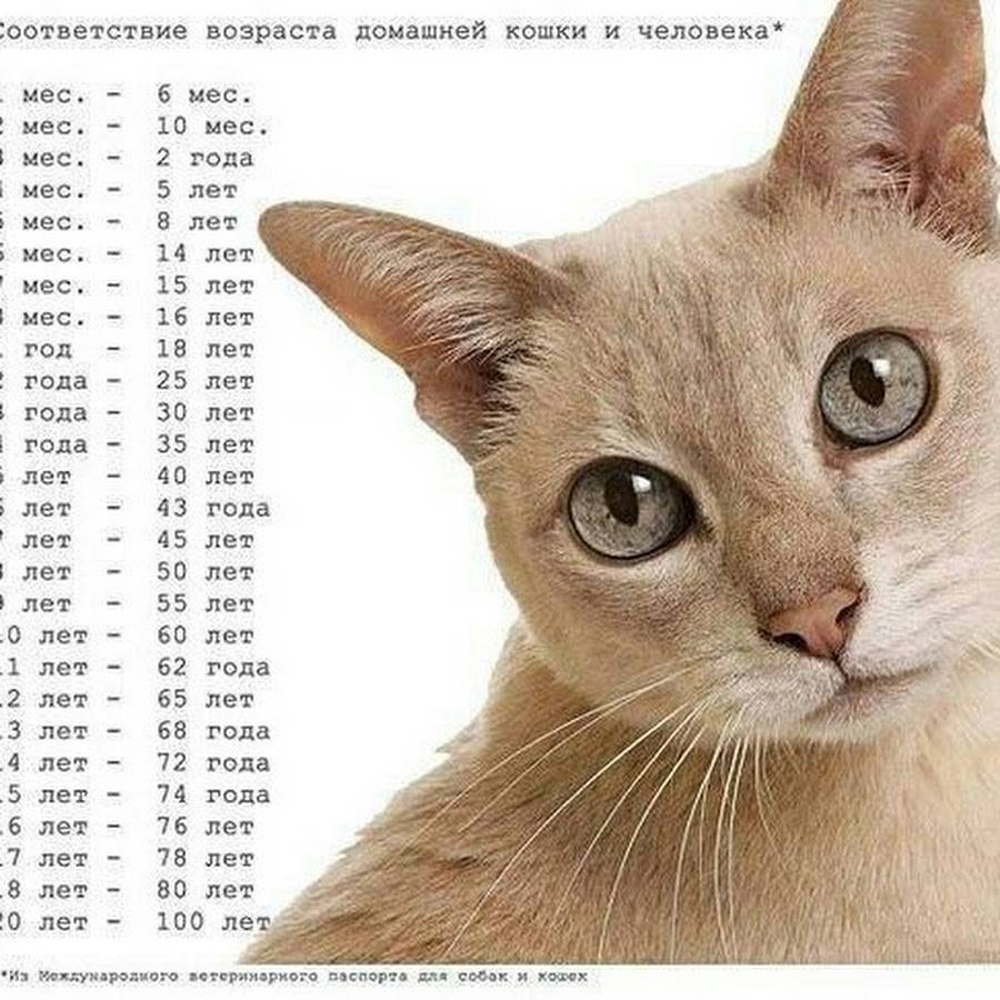 Сколько живут кошки