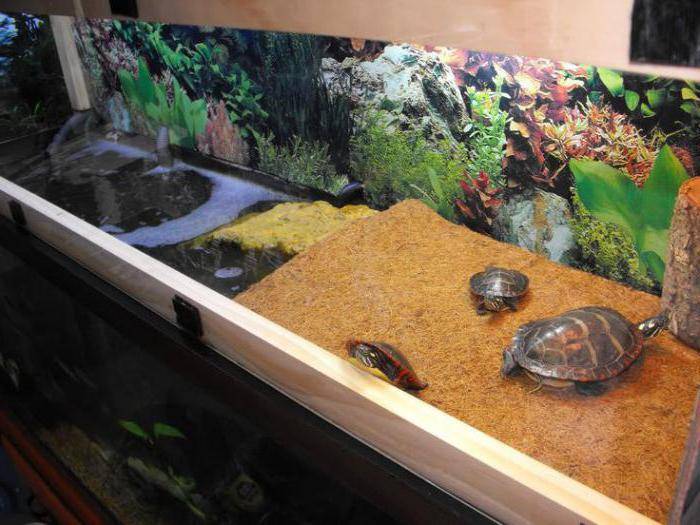 Аквариум для водной черепахи - все о черепахах и для черепах