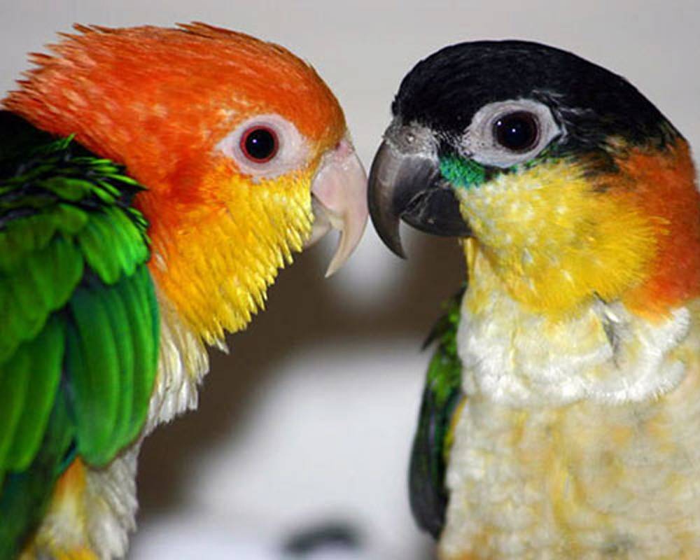 Какарик попугай. образ жизни и среда обитания попугая какарик