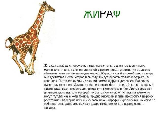 Почему у жирафа длинная шея? - scincelife